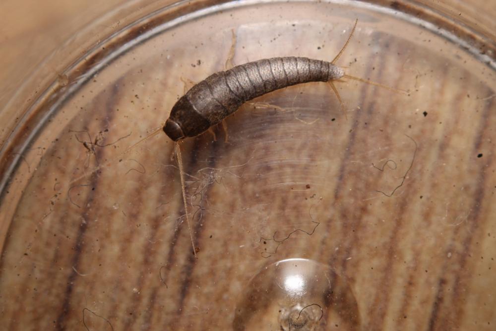 Fanget amindelig s&oslash;lvfisk