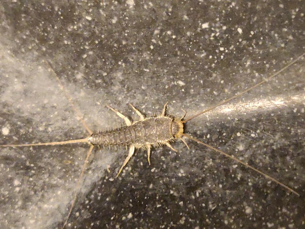 Sk&aelig;gkr&aelig; p&aring; gulv