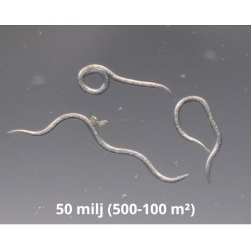 Nematoder mot Öronvivlar 50 milj (500-100 m²)