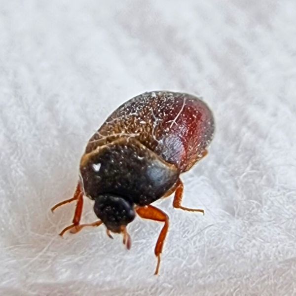 Brun p&auml;ls&auml;nger (Attageninae)