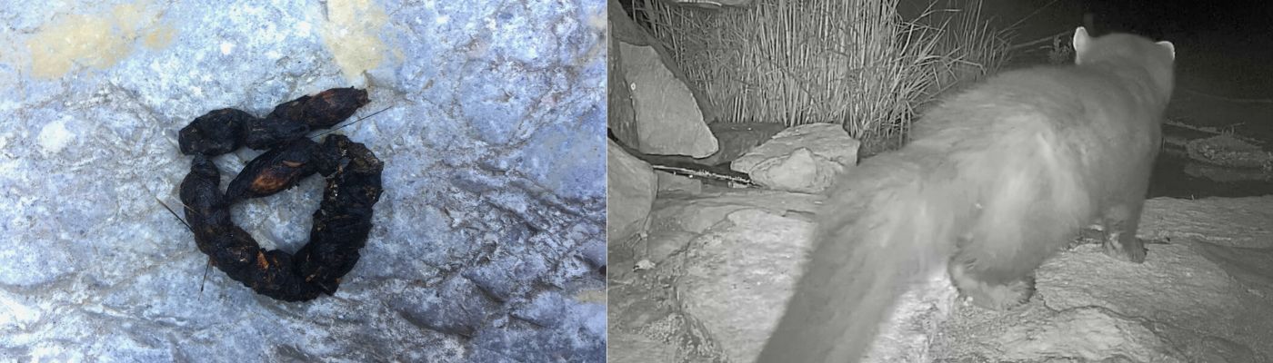 Ekstrementer fra m&aring;r og m&aring;r i m&oslash;rke