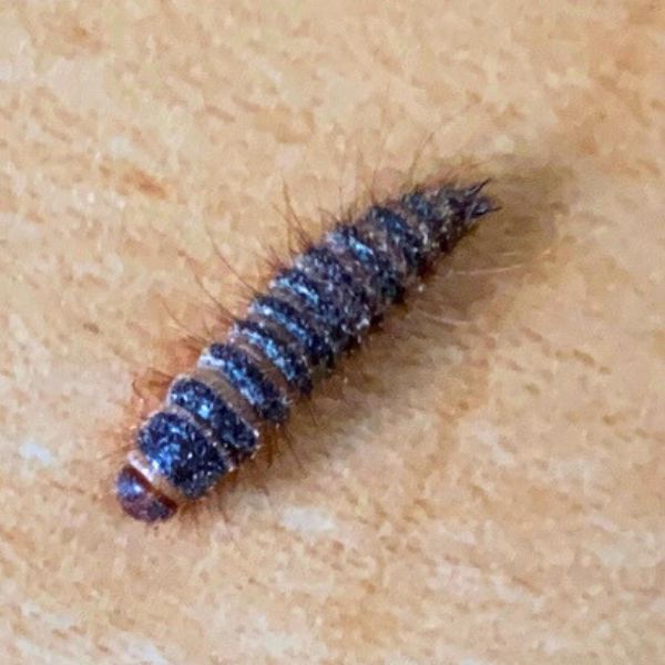 Fl&auml;sk&auml;nger larv (Dermestes lardarius)