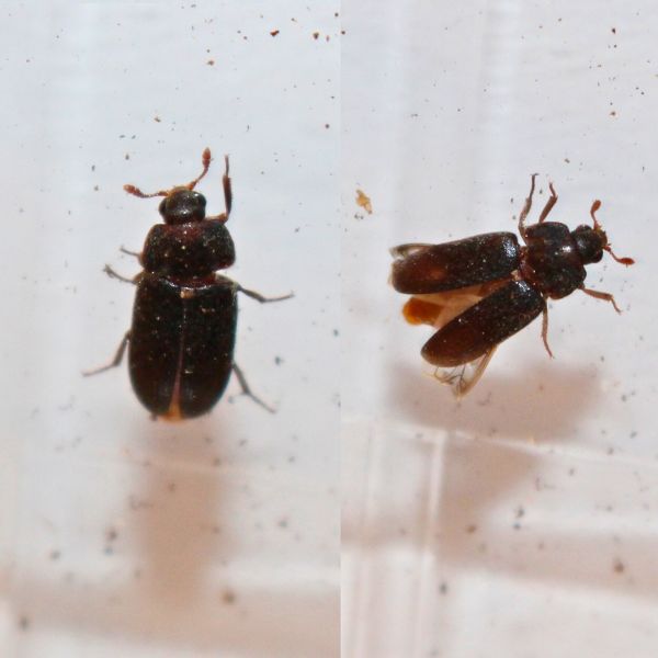 Hus&auml;ngrar (Dermestes haemorrhoidalis)