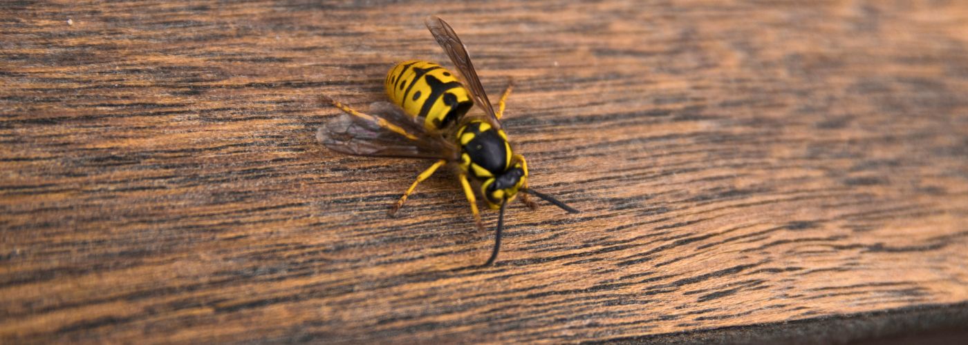 geting p&aring; tr&auml;dg&aring;rdsbordet