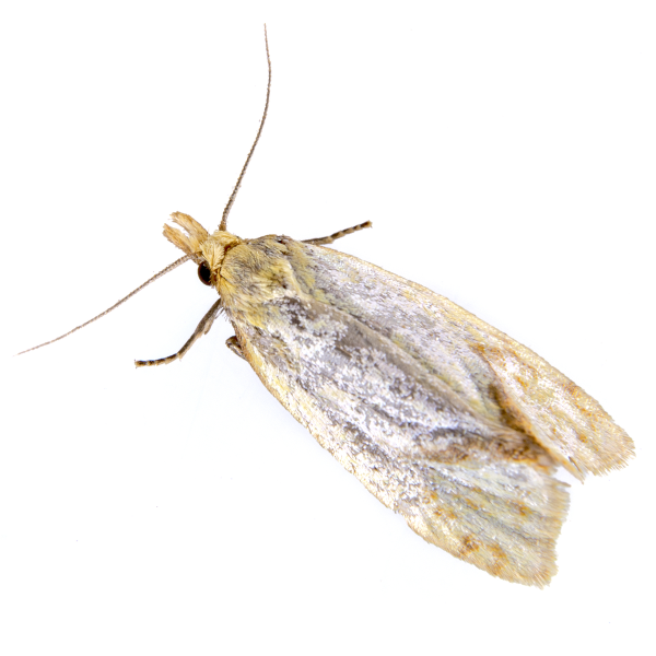 Kl&aelig;dem&oslash;l 