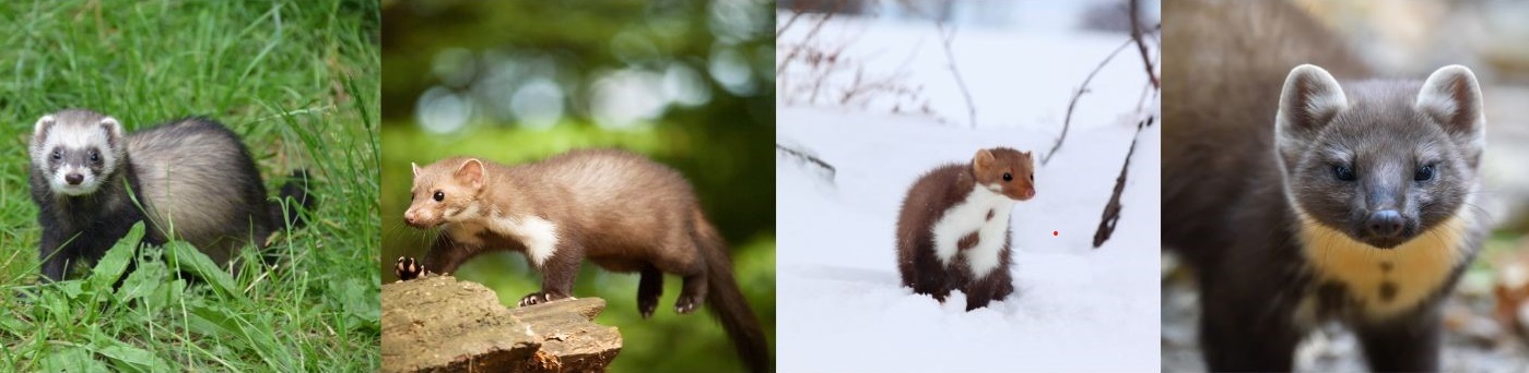 Fire forskellige m&aring;r i landskabet