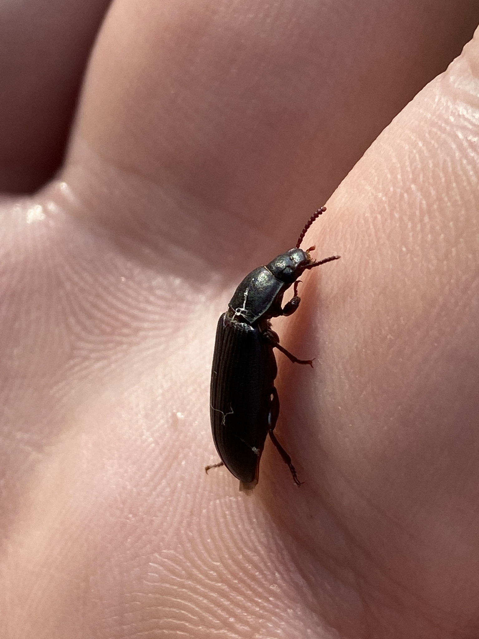 Melskrubbe (Tenebrio molitor) p&aring; menneskeh&aring;nd