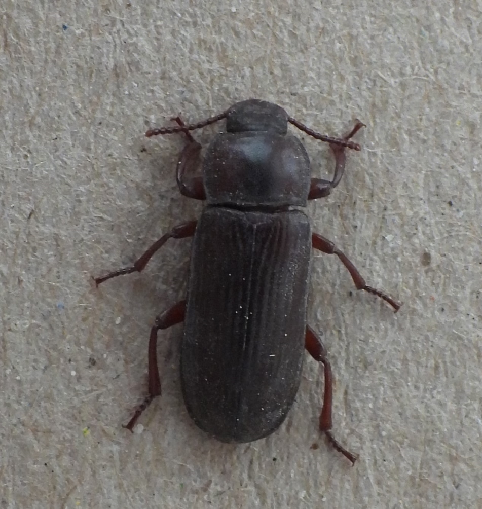 Melskrubbe (Tenebrio molitor) p&aring; gr&aring;hvid baggrund