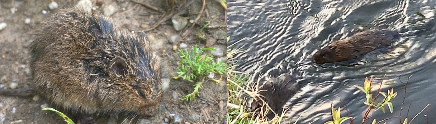 Mosegrise i have og sv&oslash;mmende i &aring;en