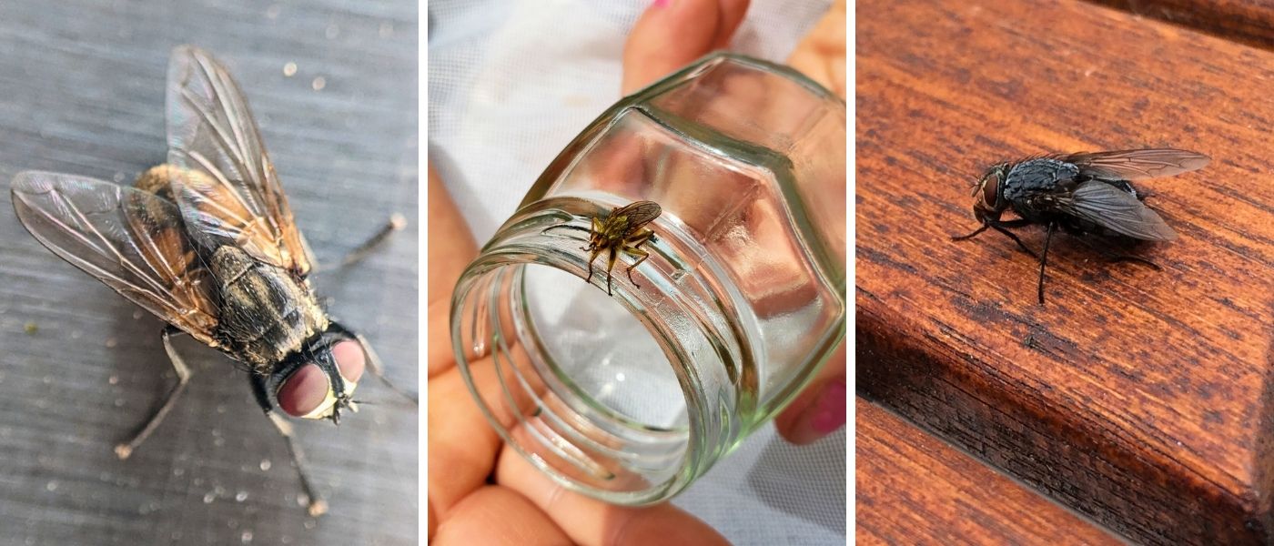 Husfluga, dyngflugor och spyfluga