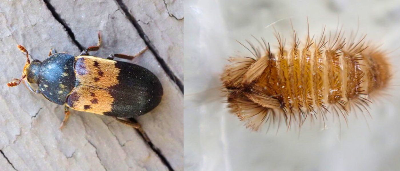 Hur man bek&auml;mpar &auml;ngrar i hemmet