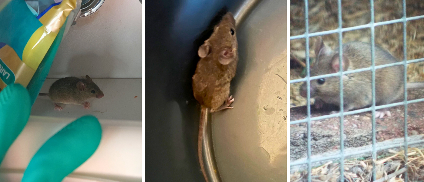 S&aring;dan bek&aelig;mper du mus i v&aelig;ggen