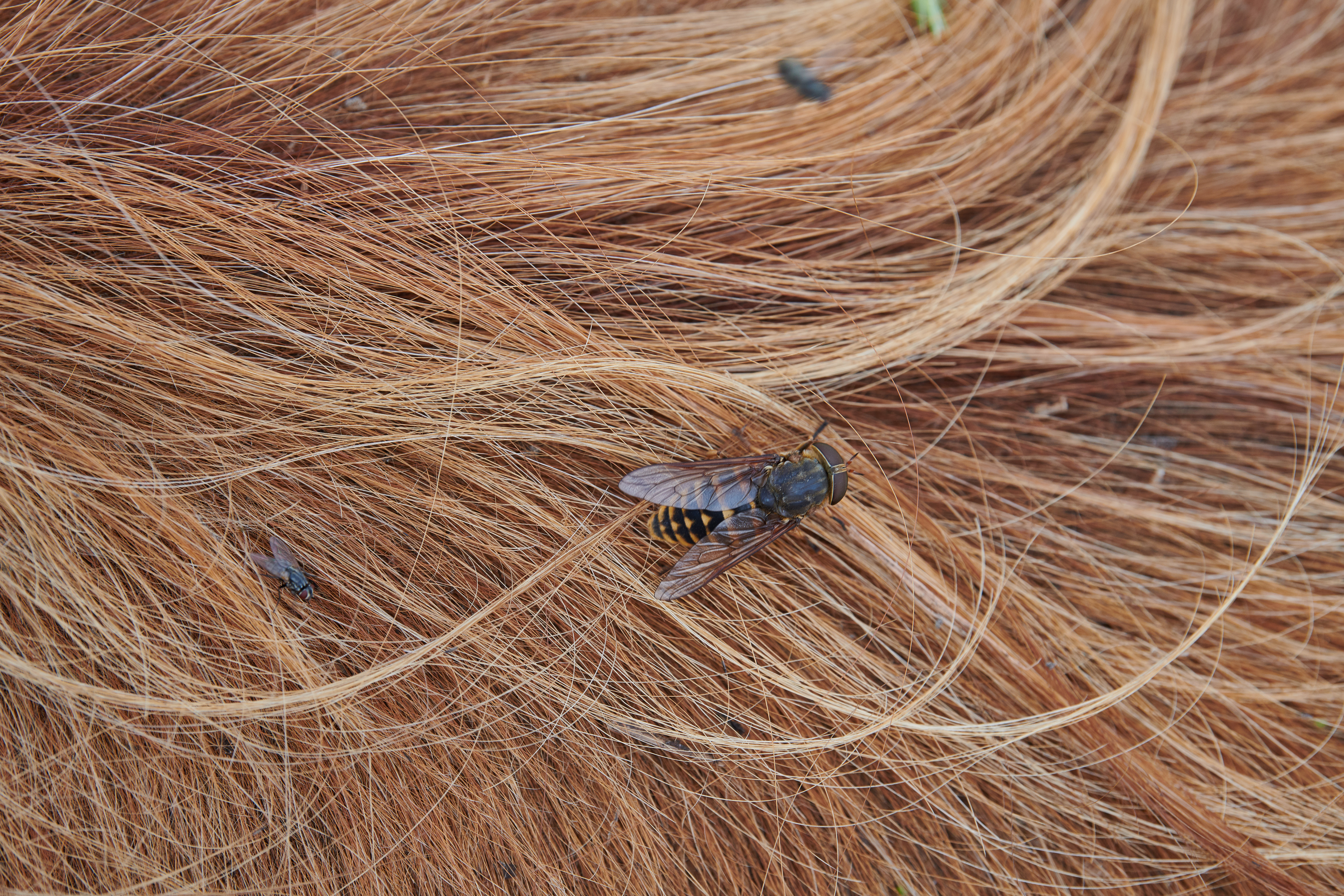 Hästbromsar - Gasterophilus intestinalis