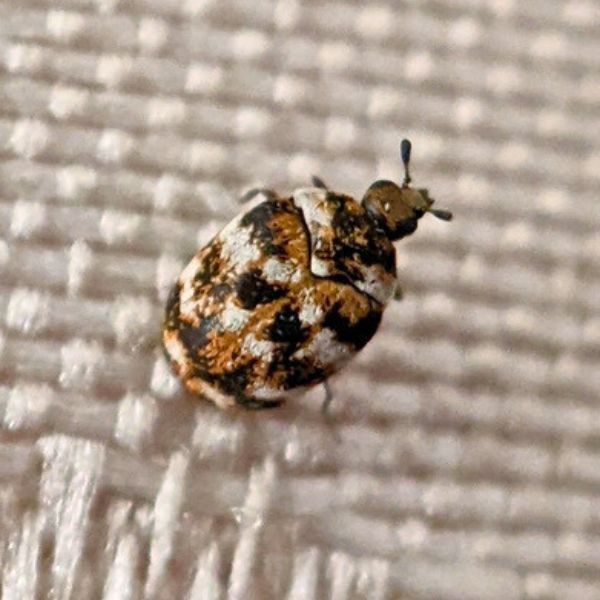 Matta skalbagge (Anthrenus verbasci)