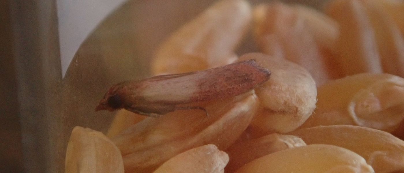 Tv&aring;f&auml;rgad fr&ouml;mal p&aring; n&ouml;tter