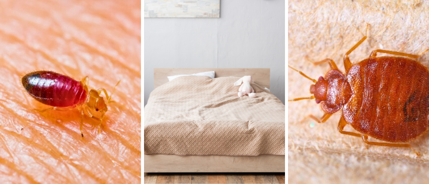 GUIDE | Hur man bek&auml;mpar v&auml;ggl&ouml;ss